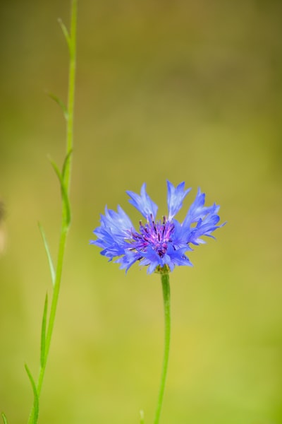 蓝瓣花